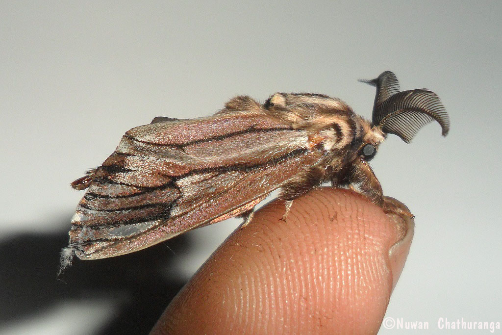 Bagworm Moth (Male)