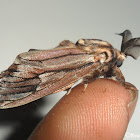 Bagworm Moth (Male)