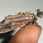 Bagworm Moth (Male)