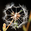 Prickly lettuce; Lechuga silvestre