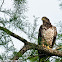 American Bald Eagle (Juvinile)