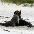 Hooker's Sea Lion