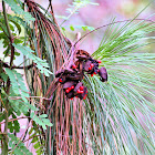 Rosary pea