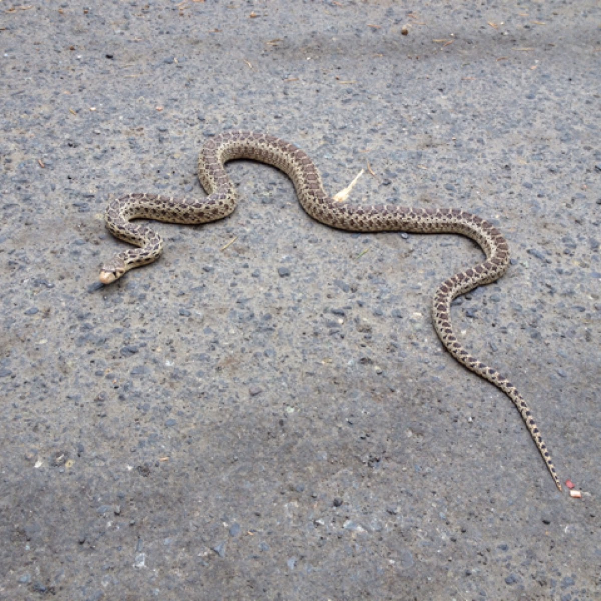 Pacific Gopher snake