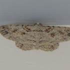 Brown-shaded Gray Moth