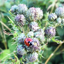 7-spotted lady beetle