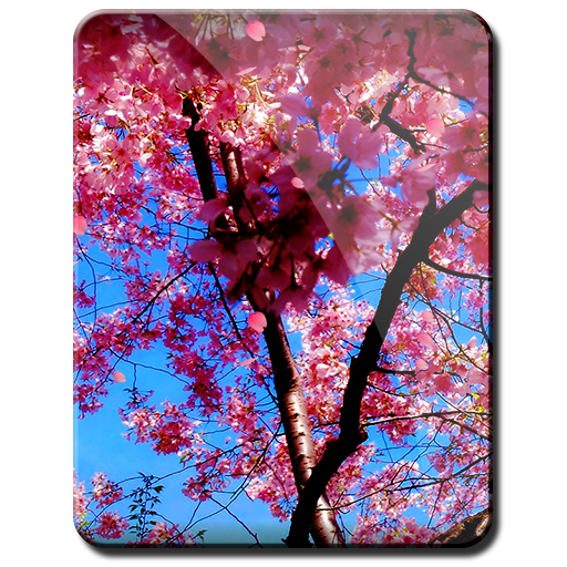 Sakura Little Flowers HD 個人化 App LOGO-APP開箱王
