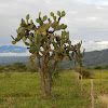 nopal - tuna - chumbera - opuntia - prickly-pear cactus