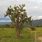 nopal - tuna - chumbera - opuntia - prickly-pear cactus