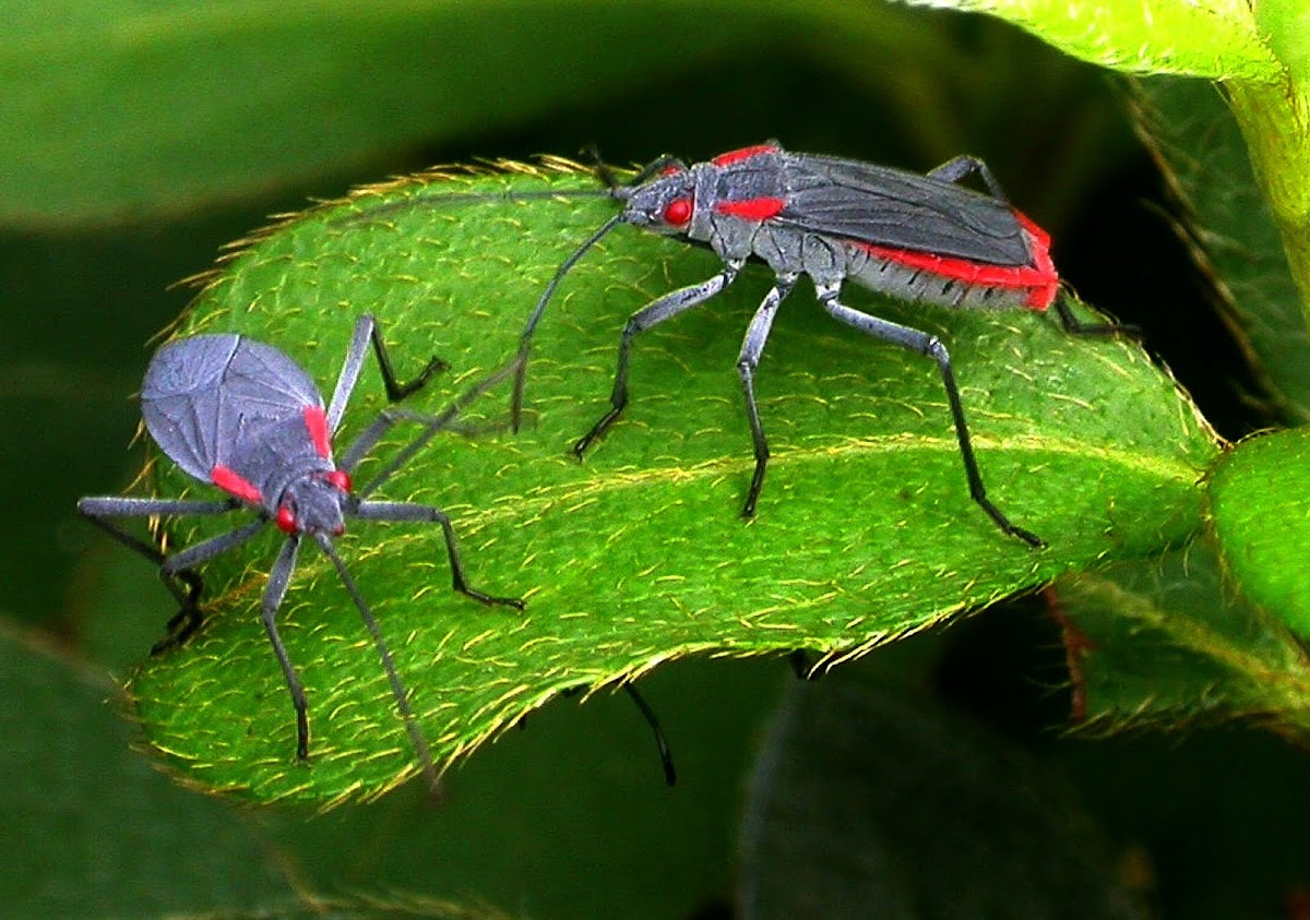 Golden Raintree Bugs Project Noah