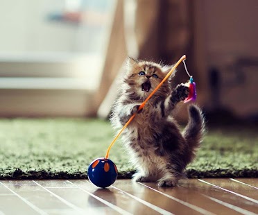 download Cute Cats free