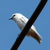 White Breasted Wood Swallow ( Rare White Form )