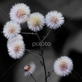 by Youssef Elboukhari - Nature Up Close Other plants