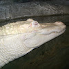 Albino alligator