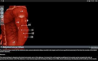 анатомия мышц инж.  Виктор Мишель Гонзалез Галван APK Снимки экрана #14
