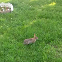 Bunny rabbit- Eastern Cottontail