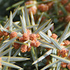 Prickly Juniper, Enebro rojo