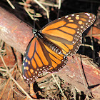 Monarch Butterflies