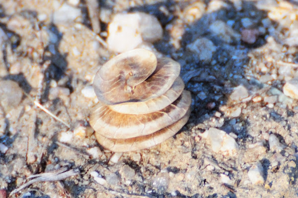 Button clover pod, vaina de caracolillo | Project Noah