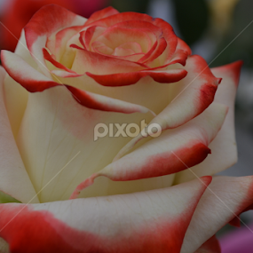 by Neha Neekhra - Flowers Single Flower