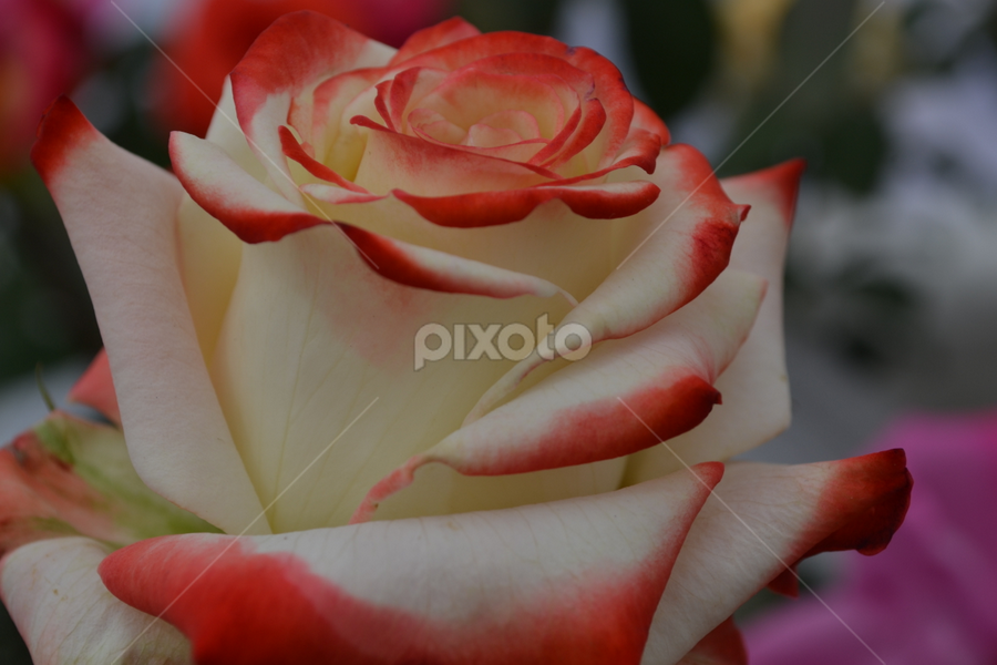 by Neha Neekhra - Flowers Single Flower