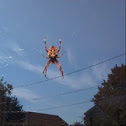 spider