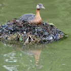 Red Necked Grebbe