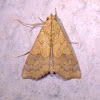 Cotton Moth