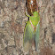 Green Grocer Cicada