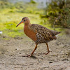 Light-footed clapper rail