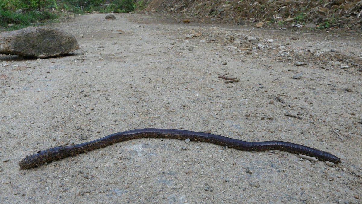 Giant Earth worm