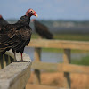 Turkey Vulture