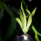 Octopus Orchid