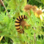 Cinnabar moth caterpillar