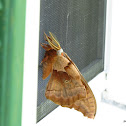 Polyphemus Moth