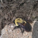 Bumble Bee