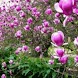 Pink Flowers Reflect In Water