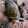 Leopard Slug