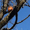 American Robin