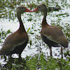 Black-bellied Whistling Duck