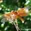 Flame skimmer dragonfly