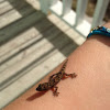 Least Gecko