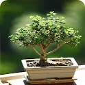 Bonsai Tree logo