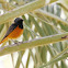 Black Redstart (male)