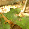 Red-spotted Newt/Eastern Newt Eft