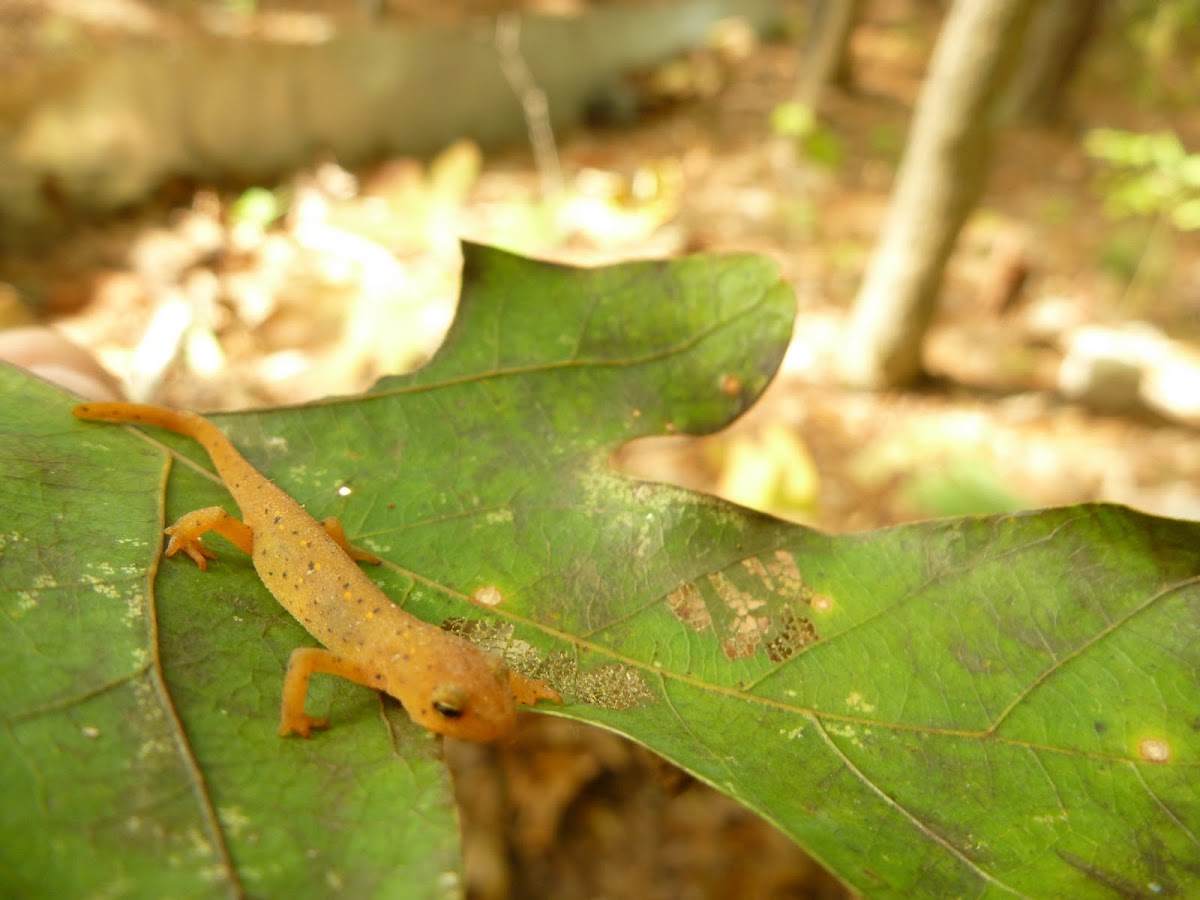 Red-spotted Newt/Eastern Newt Eft