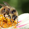 Vancouver Island Bumble Bee