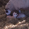Newborn lambs
