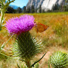 Bull thistle