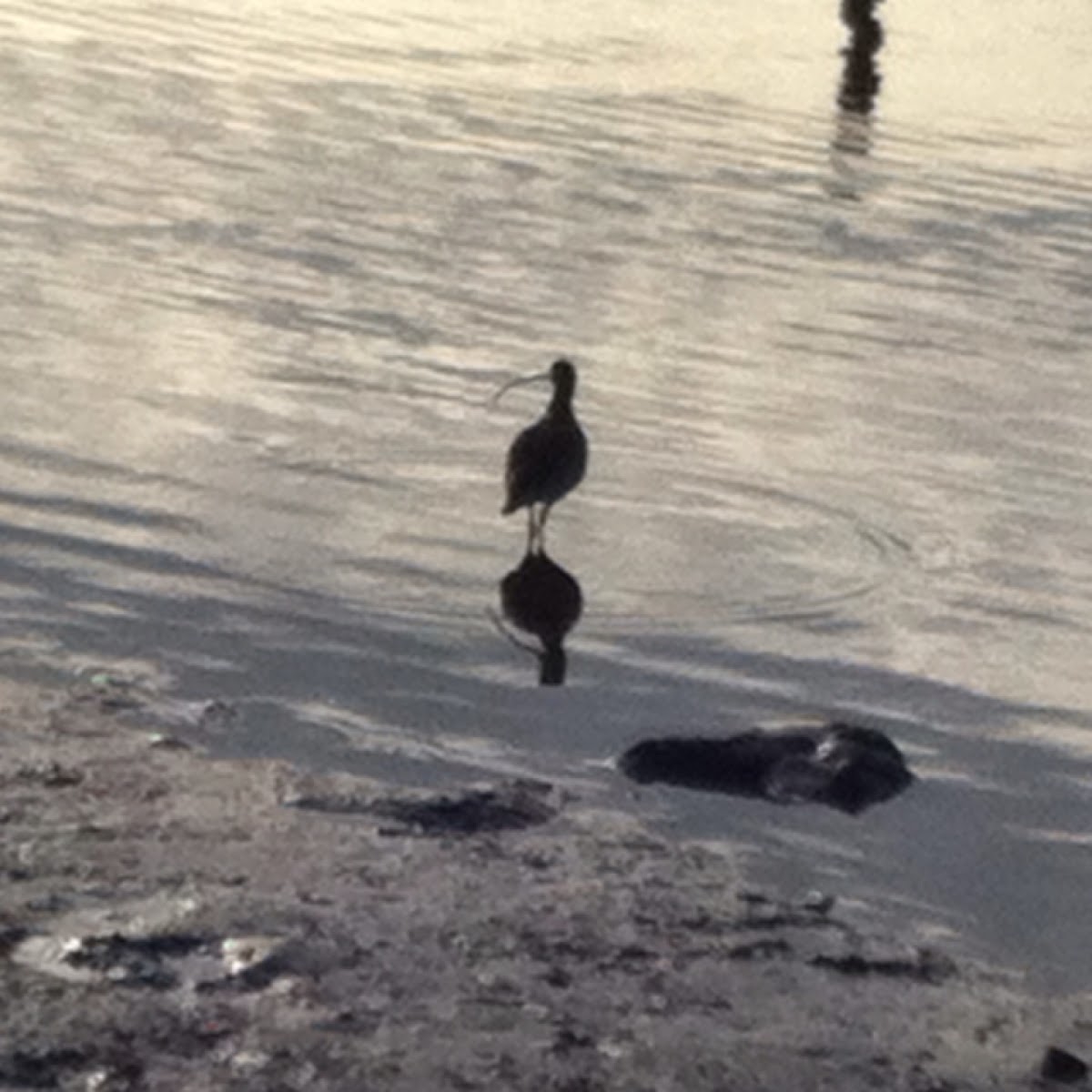 Long-billed curlew